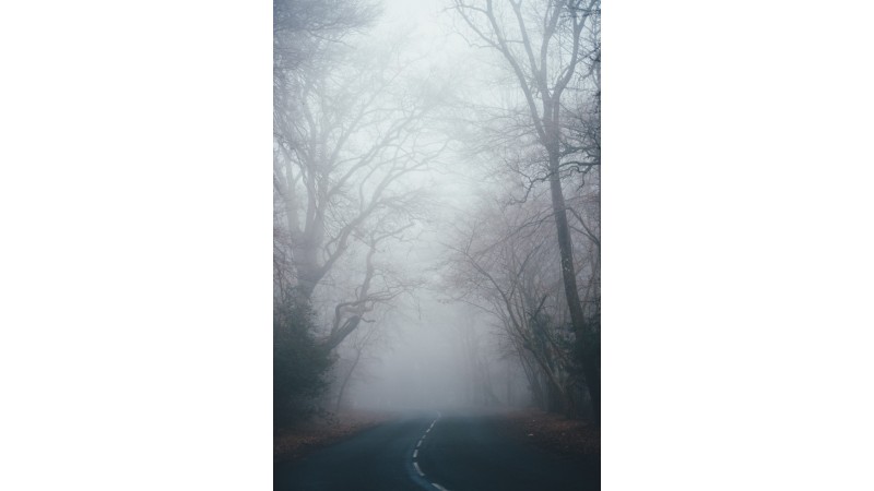 Ulica z drzewami po bokach, panuje gęsta mgła. Zdjęcie przykładowe, fot. Unsplash